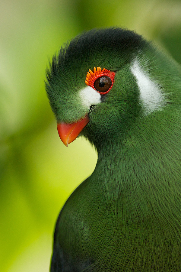Photograph turaco by...