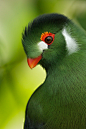 Photograph turaco by Michael Rumiz