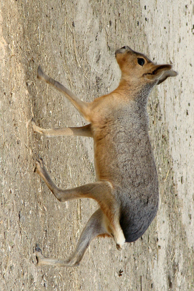 啮齿目豚鼠科长耳豚鼠属兔豚鼠