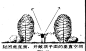 手绘植物配置_景观手绘学习教程_秋凌景观网景观设计师培训—秋凌景观网 -
