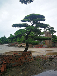 青岚酱采集到枯山水