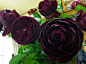 皇家/皇宫Royale 
切花，株高1米左右 
紫色或紫红色，花茎8-10厘米 
古典花型，大马士革香气