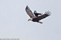 美国摄影师抓拍到乌鸦搭秃鹰“顺风车”一幕_时尚_腾讯网