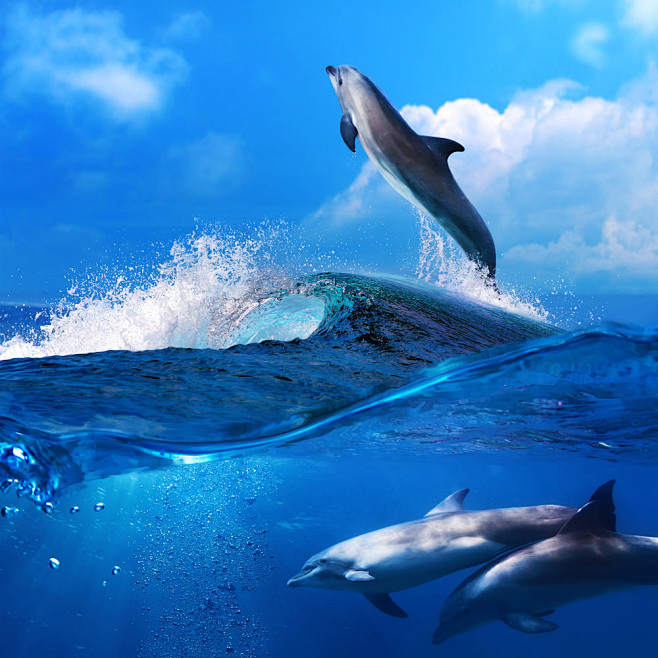 海浪与海豚图片素材