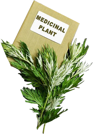 艾草免扣png 更多透明素材尽在----...