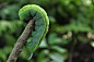 Photograph curve caterpillar by Anggara Fauzan on 500px