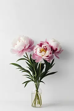 绿植牡丹花朵图片插图图