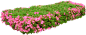 粉色花绿色植物花圃