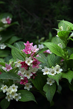 坤🌺采集到植物