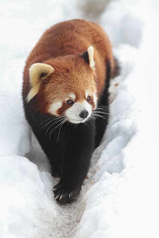 小熊猫