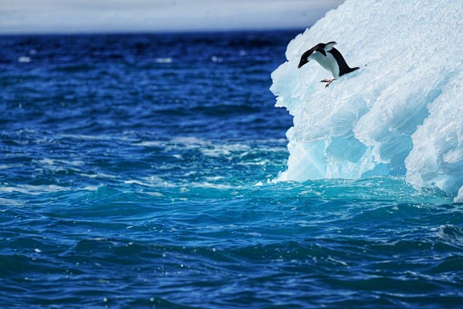 冰山上的企鹅