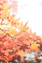 源氏山　紅葉