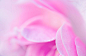 玫瑰花朵粉红，macdown高清图片素材，图片，素材，图片设计，插画，插画设计，艺术，创意图片素材