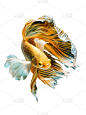 泰国斗鱼Betta splendens Pla-kad。(半月形的大耳朵花式黄白蓝斗鱼)在运动中，孤