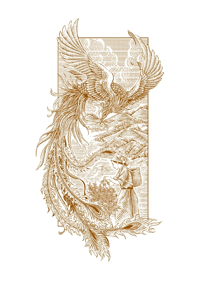 画一只金凤凰-茶包装插画 - 小红书