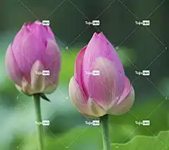 莲花 花 植物 粉红色的花 花壁纸 花瓣 美丽的花朵 盛开 池塘