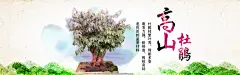 高山杜鹃盆景园艺海报图片