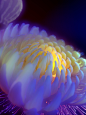 Vivo Live-Wallpapers