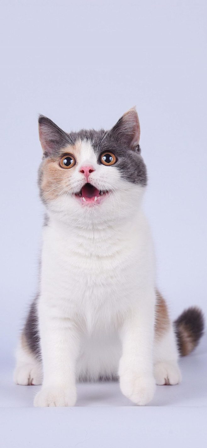 [2436×1125]宠物 猫咪 喵星人...