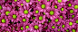 紫色,鲜花,粉红,花朵,花瓣,海报banner,质感,纹理图库,png图片,网,图片素材,背景素材,3854164@飞天胖虎