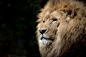 狮子, 野生, 非洲, 猫科动物, 动物园, 动物区系, 黄褐色, 动物, 野生动物, 威严, 肖像, 猫的
