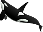 虎鲸 PNG