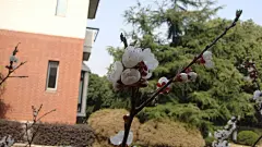 洁白的杏花图片桌面壁纸桌面壁纸3