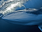 Photo: Dwarf minke whale underwater