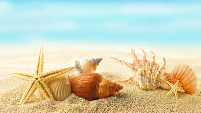 Seashells, starfishe...