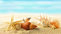 Seashells, starfishes, beach, sea, sunshine, summer, sand, ракушки, звезды, пляж