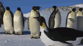 救命！BBC这个新的企鹅纪录片太萌了！把...