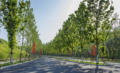 zngwngtng采集到LANDSCAPE一植物A类