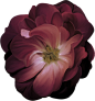 古典优雅手绘油画花卉鲜花插花玫瑰插图插画背景PNG免抠图片素材