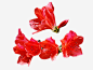 红色映山红花高清素材 映山红 映山红花 红色 花卉 花朵 鲜花 免抠png 设计图片 免费下载