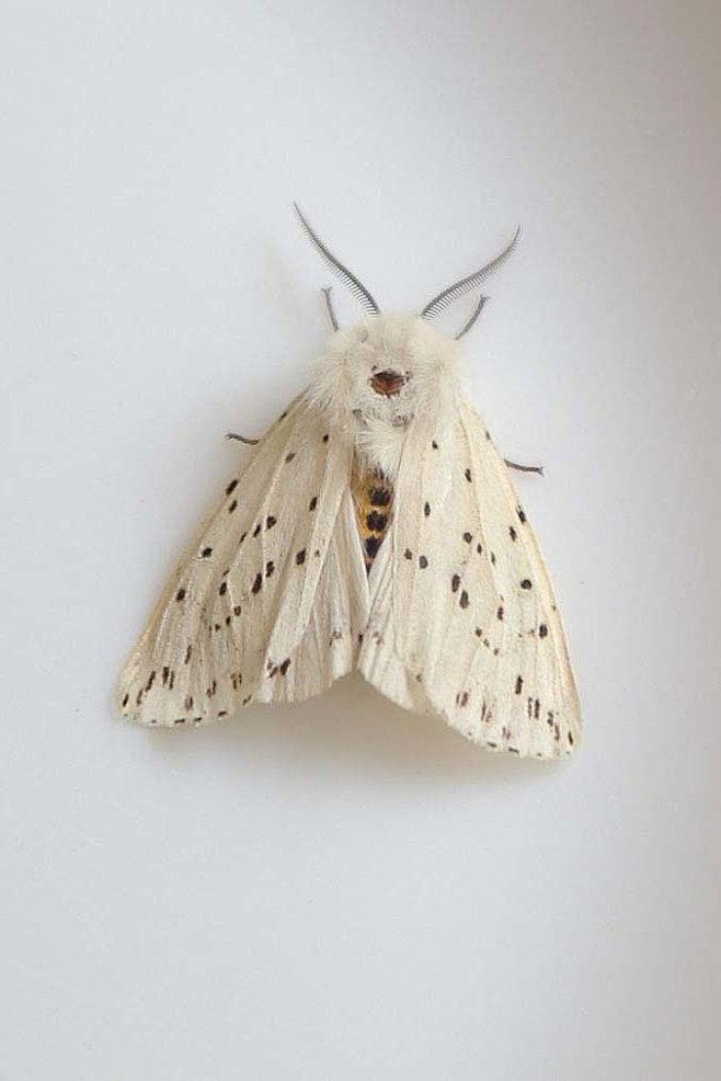 鳞翅目巢蛾总科巢蛾