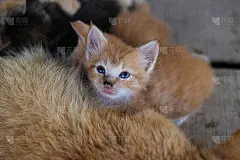 一只睡意朦胧、斜眼的黄色小猫，早上刚睡醒，刚吃完饭，正盯着后院的摄像机