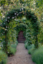 White rose arbour: 