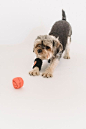 Free From above of obedient purebred Yorkshire Terrier with black sweatband playing with small ball on white floor Stock Photo