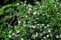 Serissa japonica  六月雪？