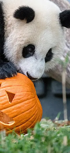 #摄影合成壁纸#国宝大熊猫手机壁纸精选