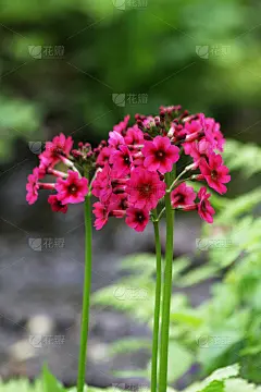 樱红色花