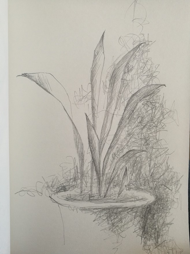 13:09:10铅笔涂鸦61虎皮兰素描彩铅1浅洛曦1该采集也在以下画板加载