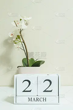 特写白色木历上有黑色三月二十二日字和白色兰花花，白色木桌和奶油色壁纸房间纹理背景，选择性的焦点在日历