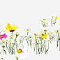 花丛高清素材 小花 春天元素 春季素材 花丛 免抠png 设计图片 免费下载