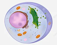 真核细胞手绘插画 血浆 遗传学 元素 免抠png 设计图片 免费下载 页面网页 平面电商 创意素材