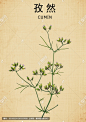 孜然 小茴香 中草药孜然 香料 药材医草 手绘值物花草 手绘中草药 中草药包装插画 草本植物 草药包装插画 本草纲目 中药插画 复古医书草药插图 中草药 中医文化