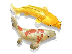 一对精美写实的锦鲤插画矢量图设计素材
