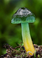  #蘑菇#
