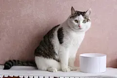 点击来源直接获取大图文件 |有趣的猫在头上有红蝴蝶结的礼物盒里睡觉的照片