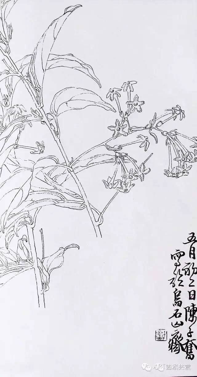 从白描到创作———陈子奋花鸟画合集